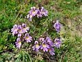 Scrophulariaceae - Euphrasia alpina